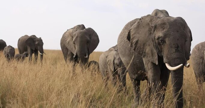 An elephant family walks in the savannah