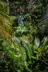 Sub-tropical Garden with Waterfall