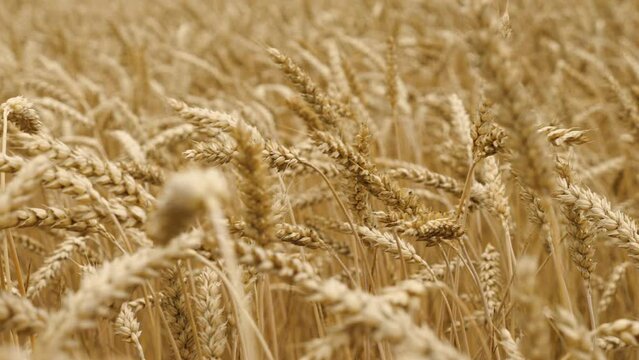 A field of ripe yellow ears of wheat ripples in the wind. The concept of agriculture. Problems of the world food crisis. Close-up, selective focus
