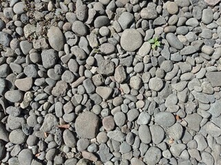 a close-up photo of the pebbles. gray and oval and round