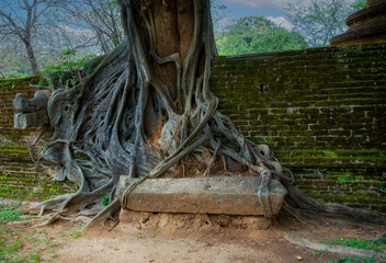 old tree with roots in buddhist monastery - 529955544