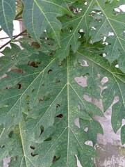 a close-up photo of a papaya tree leaf. green color