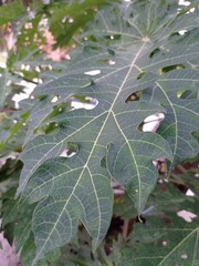 a close-up photo of a papaya tree leaf. green color