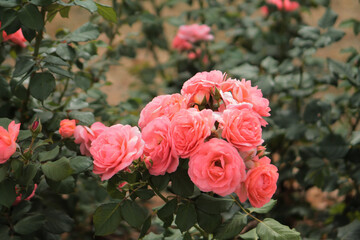 A beautiful inflorescence of pink roses has opened its bud and smiles at the sun