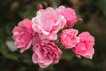 Inflorescence of delicate roses rejoices in the sun