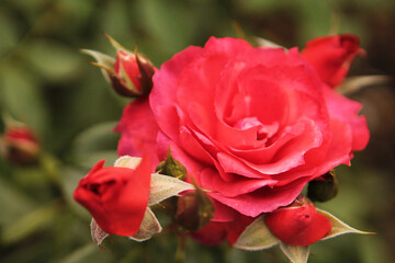 The inflorescence of red roses shines and rejoices in the sun