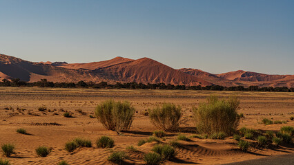 huge sand dunes in the Namib Desert with trees in the foreground of Namibia