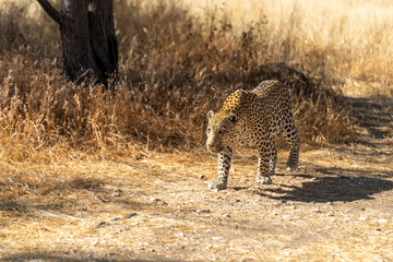 a leopard searching for prey in the grasslands of Namibia's Kalahari Desert