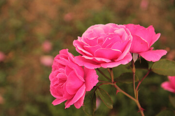 Three pink roses have opened their buds and are smiling at the sun
