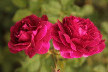 Two beautiful red roses opened their bud and smiles at the sun