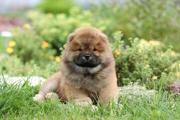 Cute fluffy chow chow puppy in nature - obrazy, fototapety, plakaty