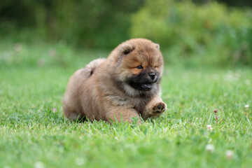 Cute fluffy chow chow puppy is running on the grass