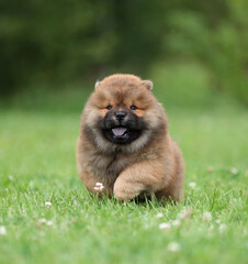 Cute fluffy chow chow puppy is running on the grass