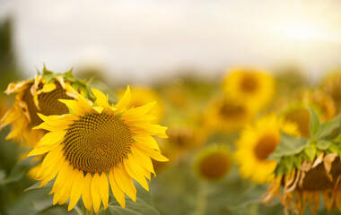Fototapeta premium Sunflower cultivation at dawn with selective focus and unfocused background