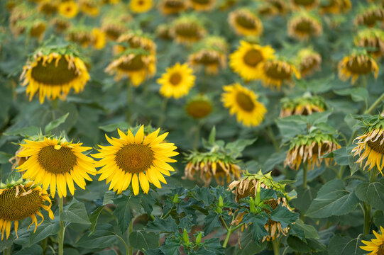 Sunflower culture with selective focus and blurred background