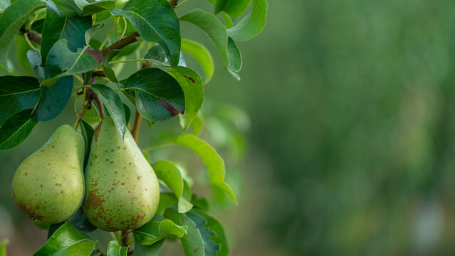 Group of natural pears in tree with blurred bottom