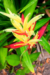 Heliconia psittacorum red and yellow flower