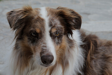 Portrait of a dog boarder collie with white and brown fur,
lovley eyes and cute face, no person