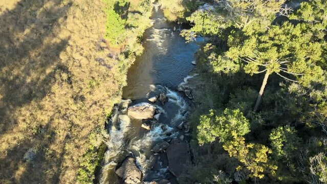 River with rapids and Brazilian pines forest, drone view