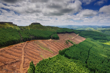 Area in a green forest with freshly cut trees and piles of logs by a small road. County Tipperary Ireland. Forestry industry. Supply of material and fuel. Ecology problem. Aerial view.