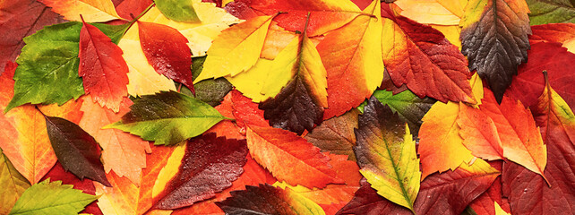 Wet autumn coloured leaves background. Fall leaves with raindrop.