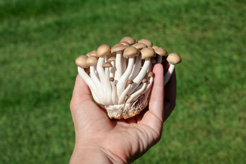 Hand holding Brown Beech mushrooms