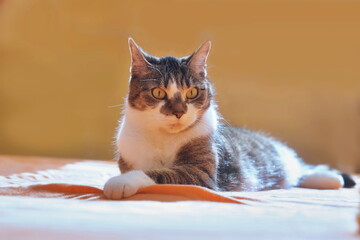 A funny colorful cat lying on the table. 