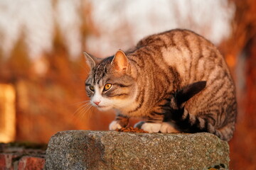 Beautiful tabby cat resting on a stone. 