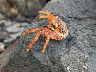 Crab spotted over the stone at Geopark ciletuh