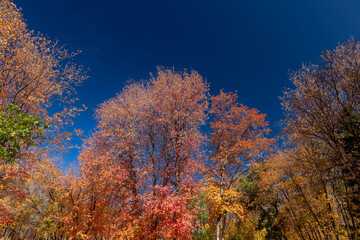 Fototapeta premium Autumn foliage against blue sky.