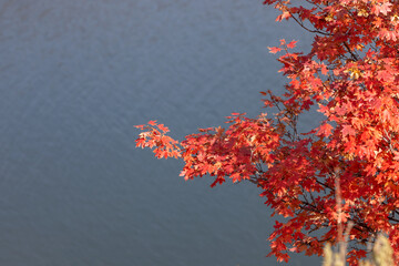 Red Maple leaves on lake water background