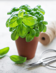 Young fresh basil in pots.