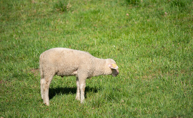 Obraz na płótnie Canvas Sheep on a green pasture on a hillside. Fresh spring green grass. Sheep farm.