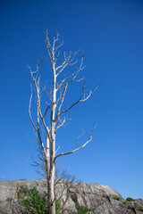 Silver white and dead but beautiful tree against a mesmerizing clear, blue sky. Summer day in southern Norway.