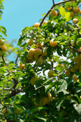 cherry plum, cherry plum ripening on the branch of the plum tree