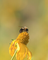 Honey bee on the cone flower