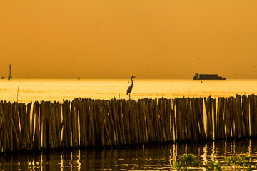 Heron standing on wooden wall at sunset  - obrazy, fototapety, plakaty