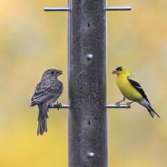 House finch and gold finch birds on the feeder.