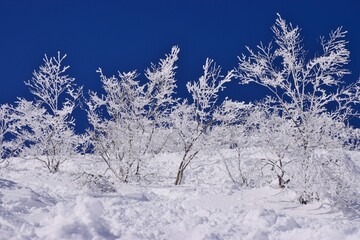冬景色　青空に映える霧氷林