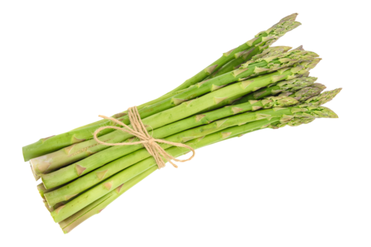 Close-up of a fresh raw asparagus bunch tied with a burlap twine isolated on a transparent background.