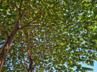shady cherry trees in the wind.  nature background