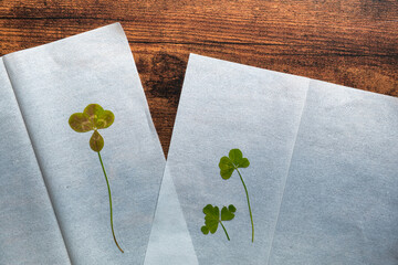 pressed lucky four leaf clovers