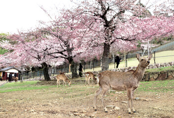 Naklejka na ściany i meble Blooming sakura trees and sika deer (Cervus nippon), Nara, Japan. Famous tourist attraction - wild deer in Nara Park