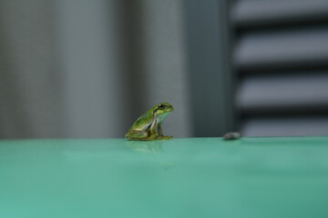 アマガエル