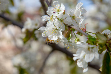 Close up view of working honeybee on white flower of sweet cherry tree. Collecting pollen and nectar to make sweet honey.