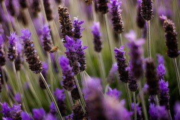 Flowers and Bees 