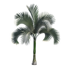 palm tree, isolate on a transparent background, 3D illustration