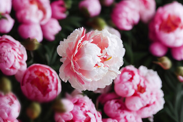 Floral background. Blooming peonies in the garden close-up.