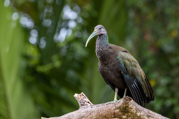 GREEN IBIS