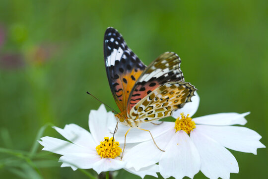 "Indian Fritillary, Tsumagurohyomon (Argyreus hyperbius) butterfly and white cosmos flower, close up macro photography.
